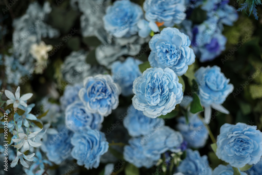 Closeup image of beautiful flowers wall background with amazing colorful roses. Top view Closeup image of beautiful flowers wall background with amazing colorful roses. Top view