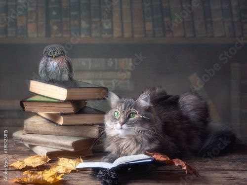 Canvas Print Smart kitty with glasses in the library
