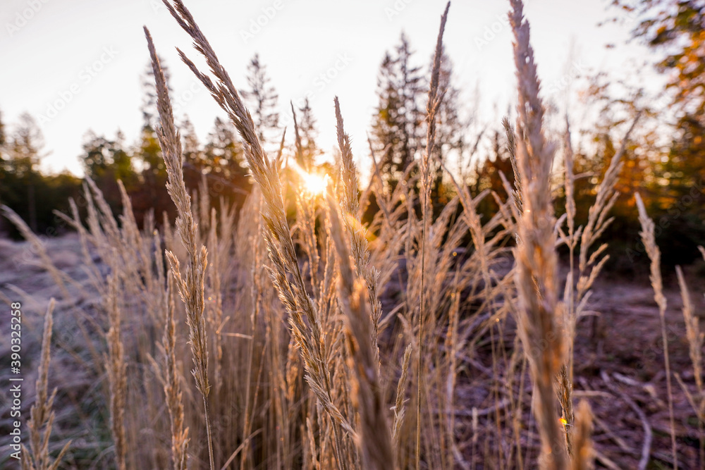 Sonnenaufgang Gräser mit Raurauf im Gegenlicht Sonnenaufgang Gräser mit Raurauf im Gegenlicht