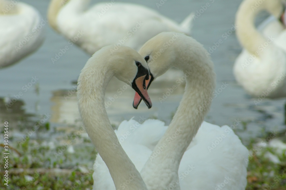 Fototapeta premium swans on the water