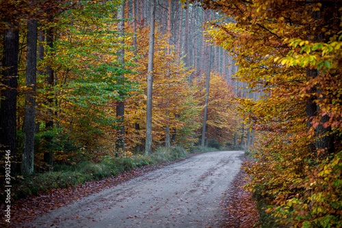 Gravel road in an autumnal forest. The beauty of Polish region called Mazury, or Masurian Voivodeship.