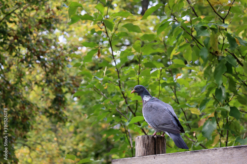 Dove sitings on a wooden gate in a city park photo