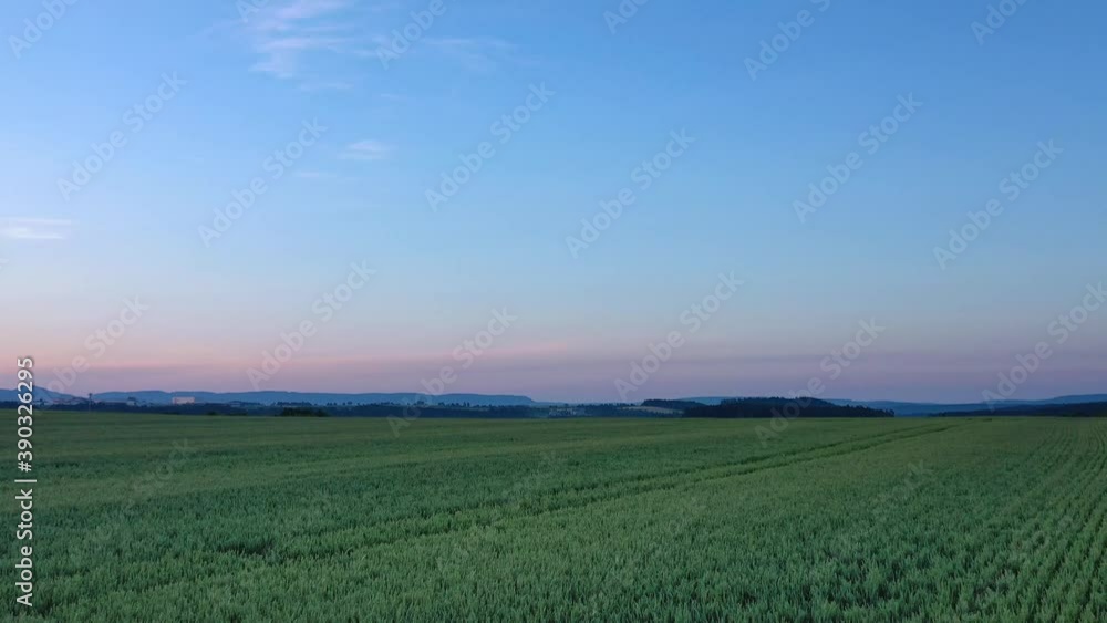 Aerial panoramic view, green wheat field in morning, drone flying over farmland