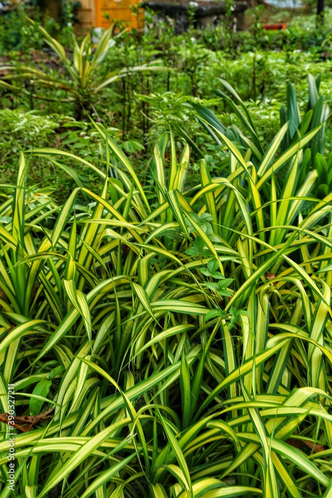 Plants in the Park, Panaji city. State Of Goa. India. Plants in the Park, Panaji city. State Of Goa. India.