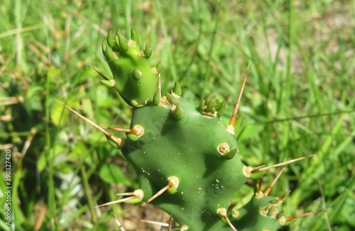 Cactus in the Florida forest  closeup