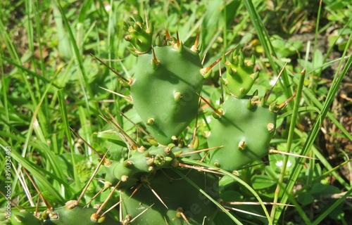 Cactus growing in the forest in North Florida, closeup photo