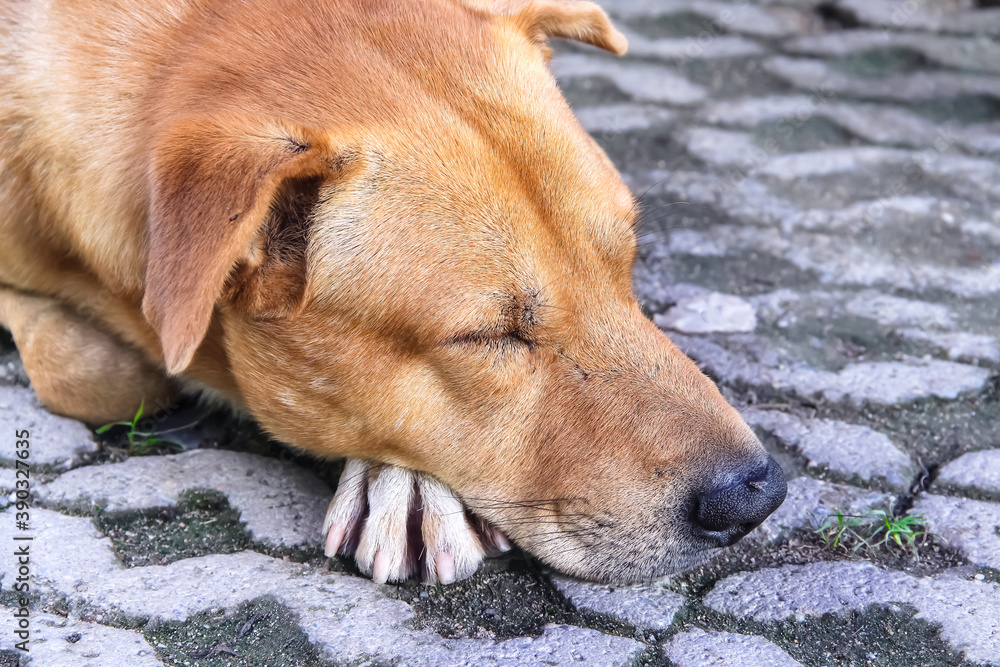 Dog brown color sleeping on old floor , single animal background