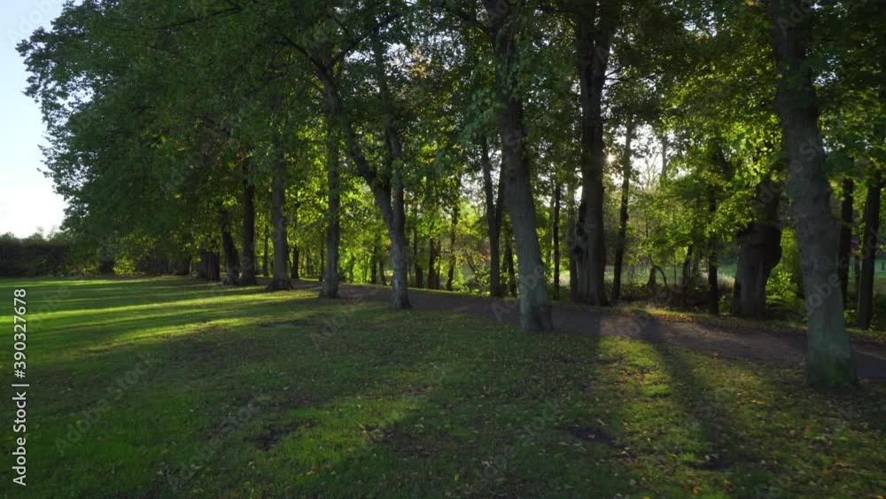 Walk in the park sun fading through alley trees and leaves. Low angle sun with long shadows over green grass and field Walk in the park sun fading through alley trees and leaves. Low angle sun with long shadows over green grass and field