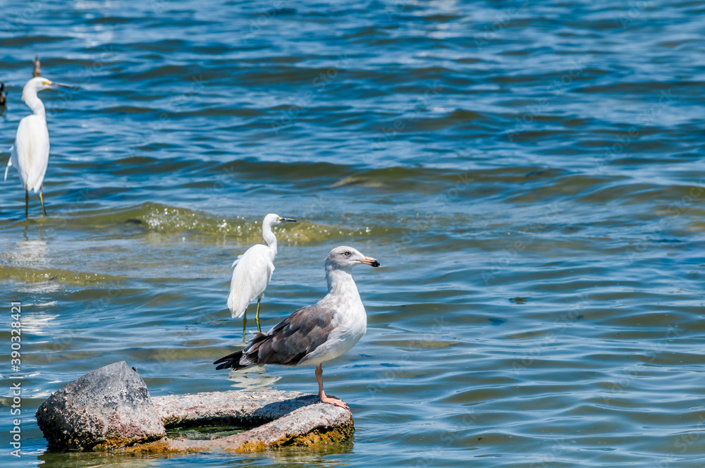 Immature Yellow-footed Gull (Larus livens) on Salton Sea, Imperial Valley, California, USA Immature Yellow-footed Gull (Larus livens) on Salton Sea, Imperial Valley, California, USA