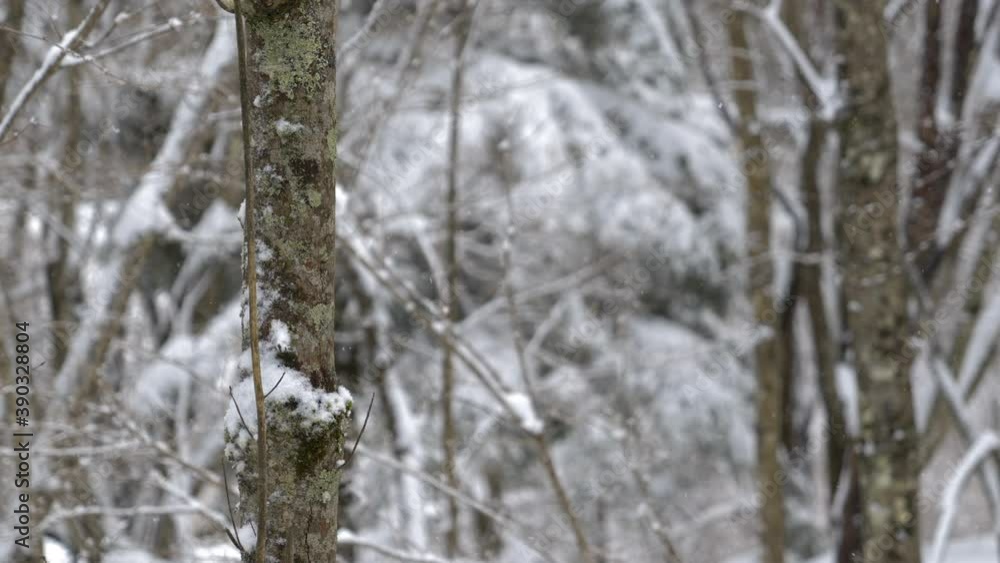 Snow Falling in a Forest in Winter (Slow Motion) Snow Falling in a Forest in Winter (Slow Motion)