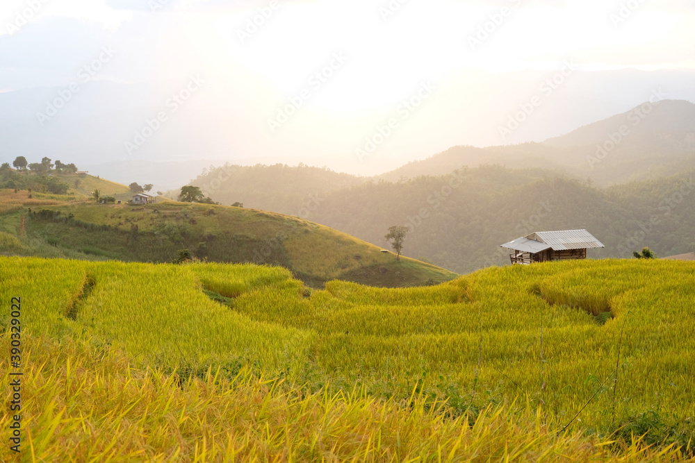 Beautiful rice fields in Pa Pong Pieng, Chiang Mai,Thailand.
