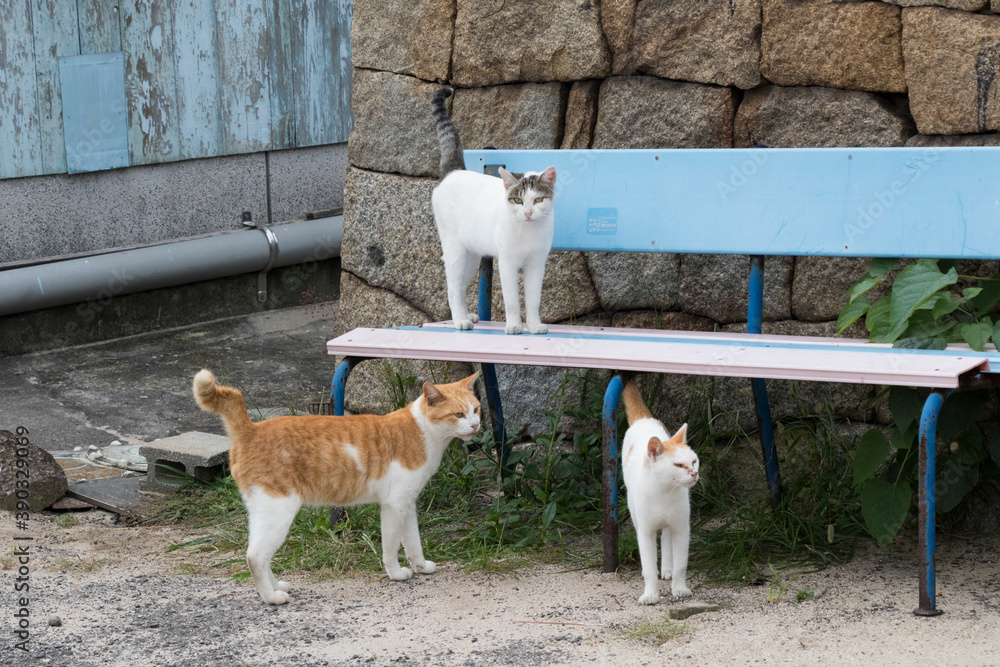 Φωτογραφία 佐柳島の猫