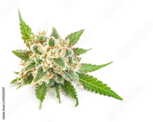 Medical marijuana flower with trichomes and orange hairs and leaves.