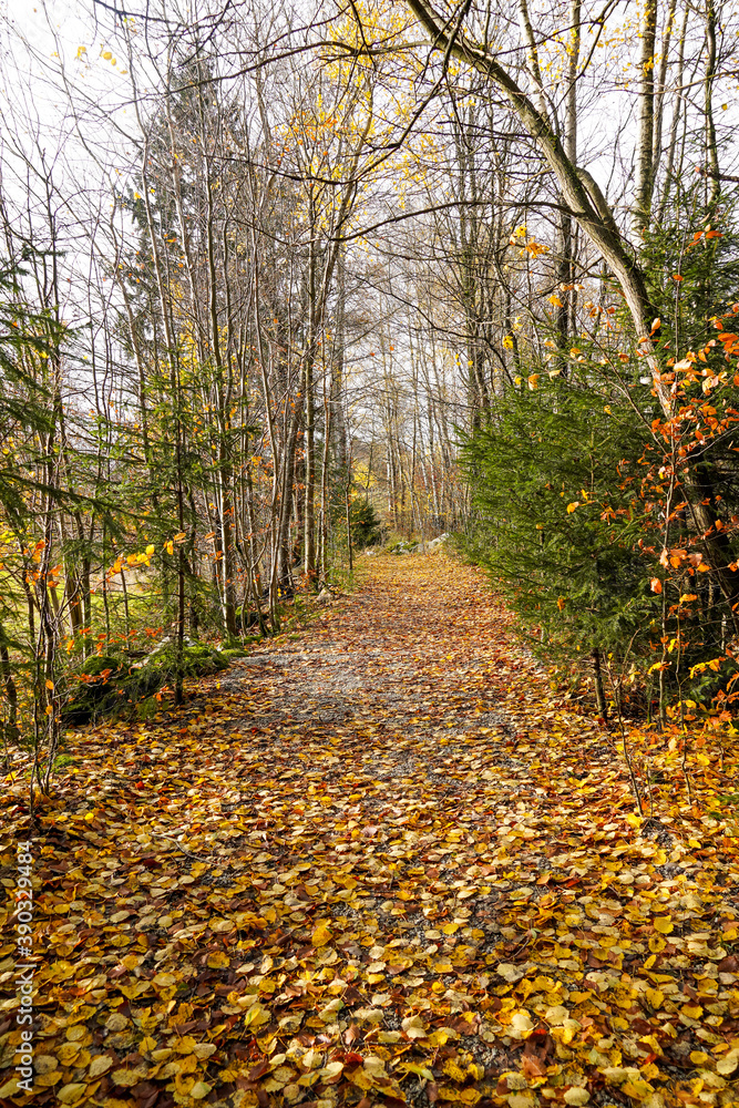 Naklejka premium Herbstwald Sonnenschein Blätter Nebel