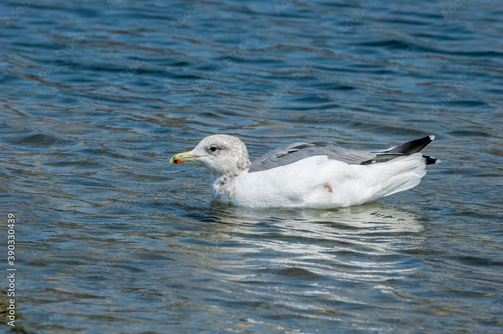 California Gull (Larus californicus) in Malibu Lagoon, California, USA California Gull (Larus californicus) in Malibu Lagoon, California, USA