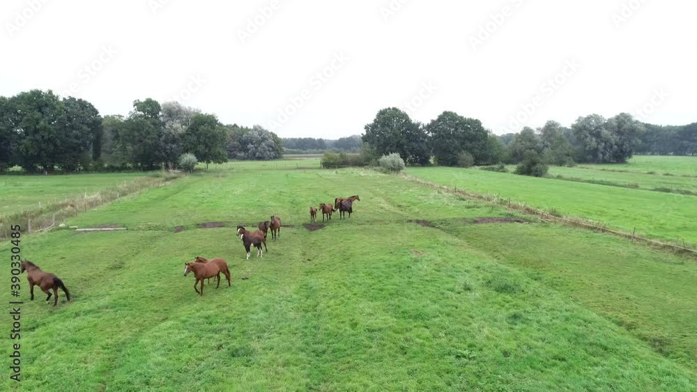 Pferdeherde mit ihren Fohlen auf einer Wiese Pferdeherde mit ihren Fohlen auf einer Wiese