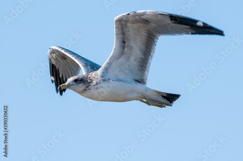 California Gull (Larus californicus) in Malibu Lagoon, California, USA