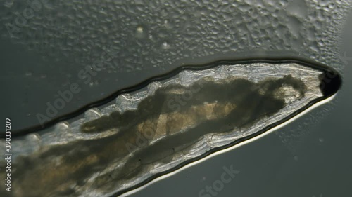 Diptera larvae fly worm in microscope translucent mushroom fungus gnat photo