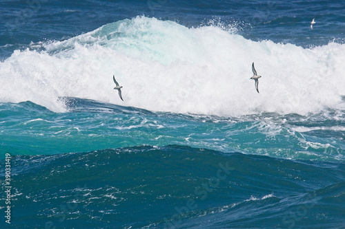 Two Manx Shearwaters (Puffinus puffinus) in flight over a rough sea off Pendeen, Cornwall, England, UK.