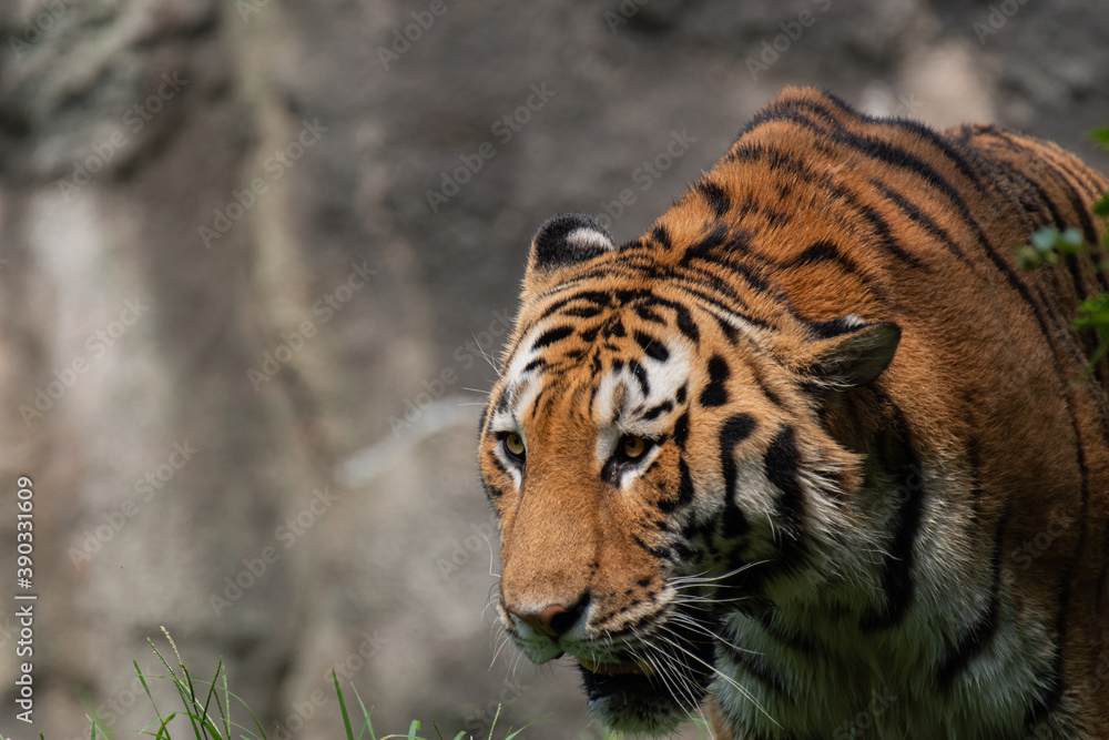 Obraz premium アムールトラ