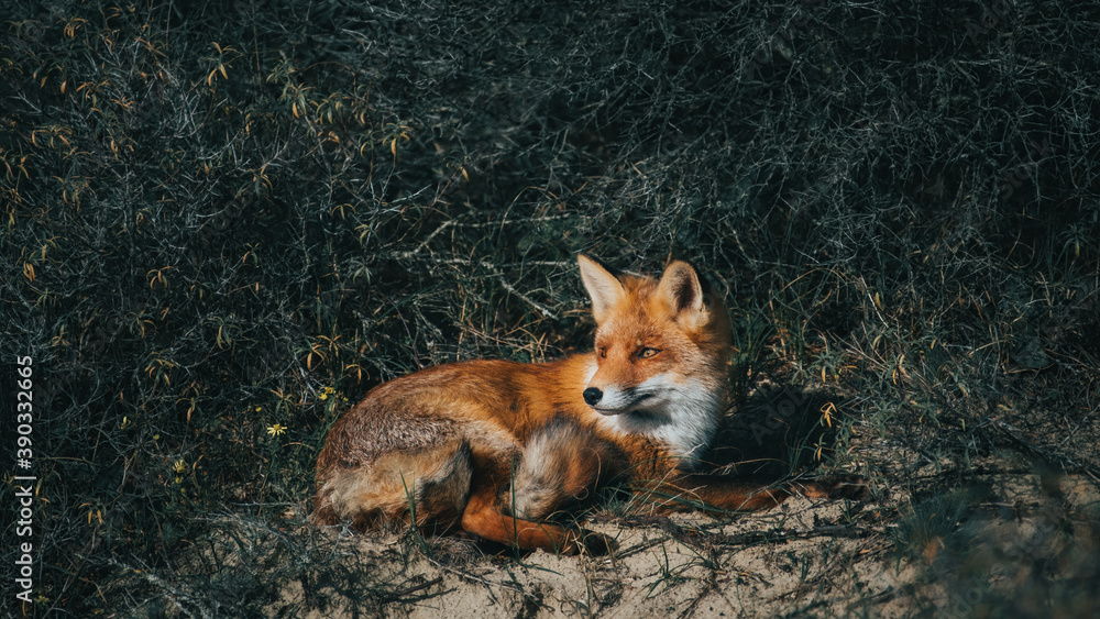 Fototapeta premium Red Fox laying in the bushes
