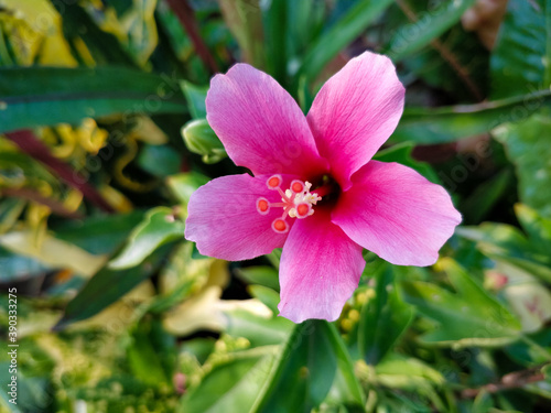 pink flowers at my garden