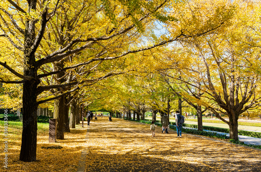 Fototapeta premium 色づくイチョウの並木道