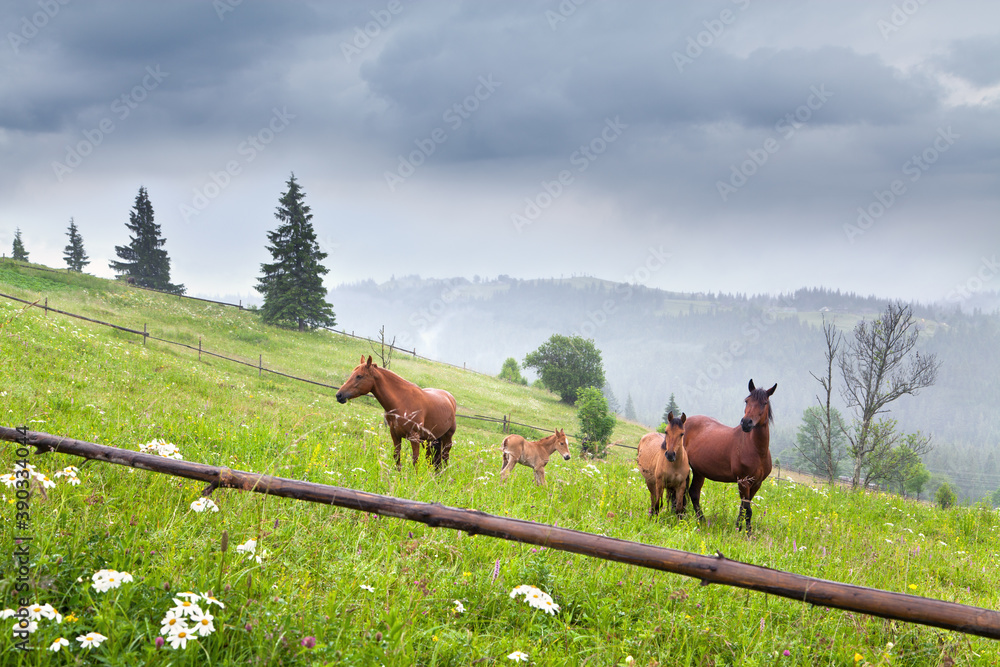 Naklejka premium Horses and foals grasing on a mountain pasture with a wooden fence, mountains in the fog. Ukraine, Carpathians.