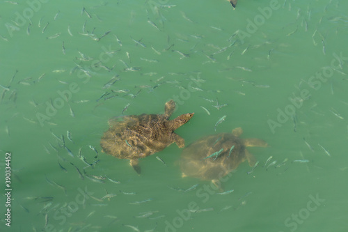 sea turtles and fish