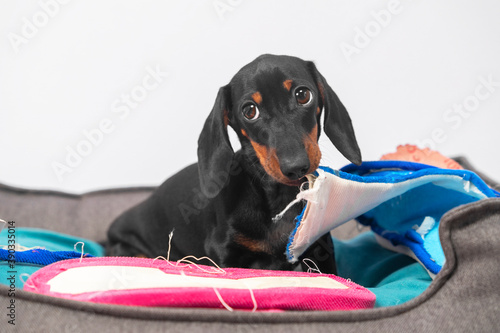 Foto Naughty dachshund puppy has stolen home slippers of owner and is gnawing them in pet bed, front view