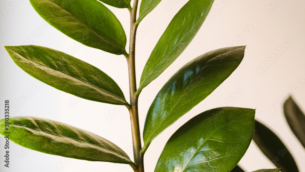 Obraz premium Close-up leaves of Zamokulcas plant. Zamiokulcas plant in flower pot standing on a white background. Modern minimal creative home decor concept, garden room