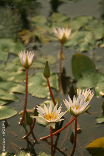 Fotografie Vertical closeup shot of white waterlilies in a pond