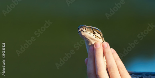 Tamed snake python in female hands close up