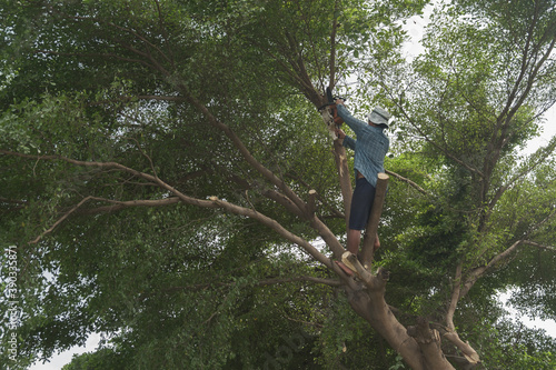 Gardener man is climbing big tree and trimming branches with electric saw.