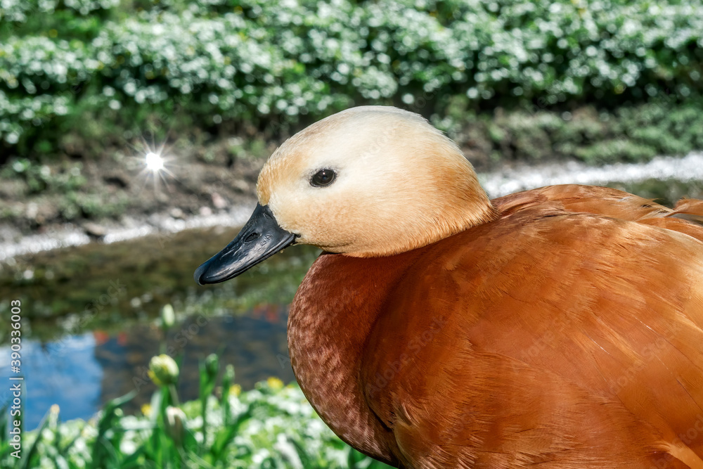 Ruddy Shelduck (Tadorna ferruginea) in park, Moscow, Russia Ruddy Shelduck (Tadorna ferruginea) in park, Moscow, Russia
