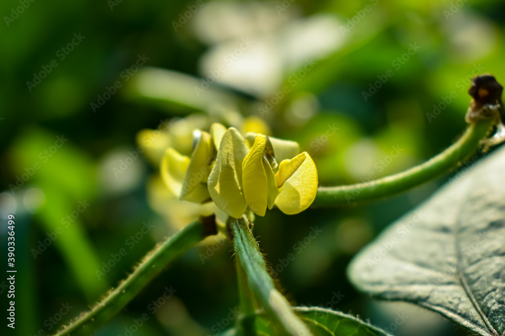 This is The asparagus bean flower close-up macro shot in the morning when sunlight fall on this flower. This is The asparagus bean flower close-up macro shot in the morning when sunlight fall on this flower.