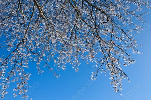Snow covered tree branches against clear blue sky. Hoarfrost on the tree.