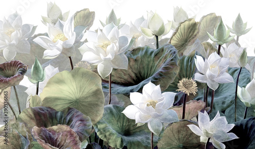 The scenic Lotus flowers.
