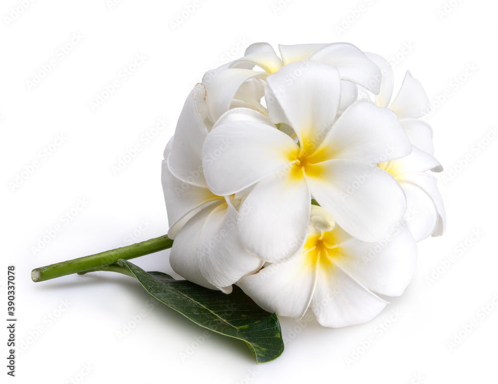Softly white plumeria flowers isolated on White background, Frangipani flower isolated white background