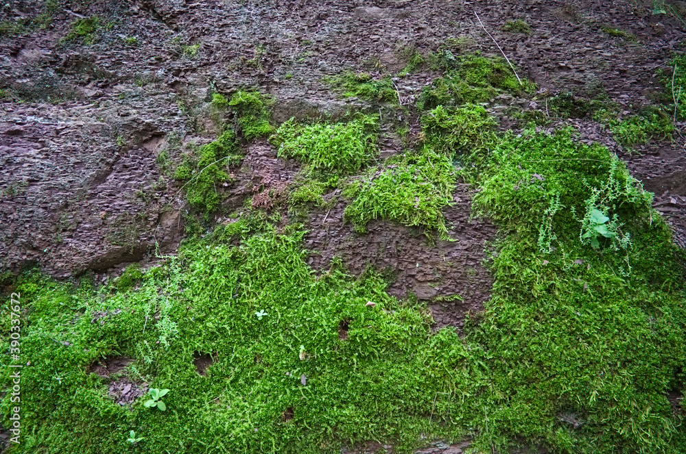 Green moss texture on the rock in a forest Green moss texture on the rock in a forest