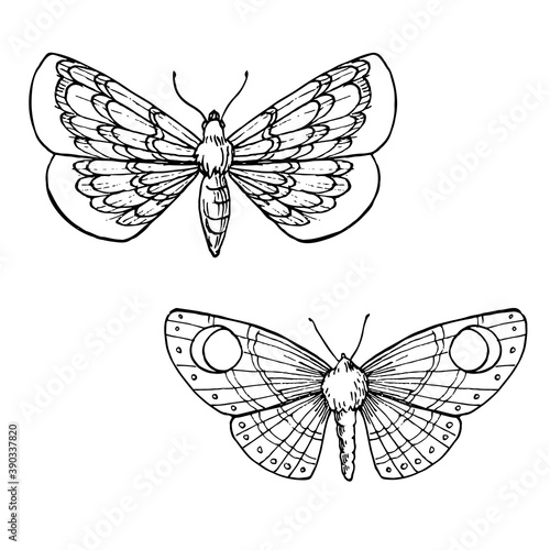 Hand drawn vector illustration of moths. Magical outline clipart of insect for logo, print, card, textil design. Alchemy, magic, esoteric, occult.