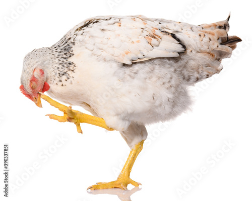 one white chicken lifted her leg and scratched her head, isolated on white background, studio shoot