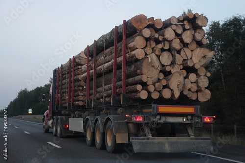 American loaded timber truck with three-axle semi trailer drive on asphalted suburban highway road at summer evening on sky and forest background back view, forestry industry lumber transportation