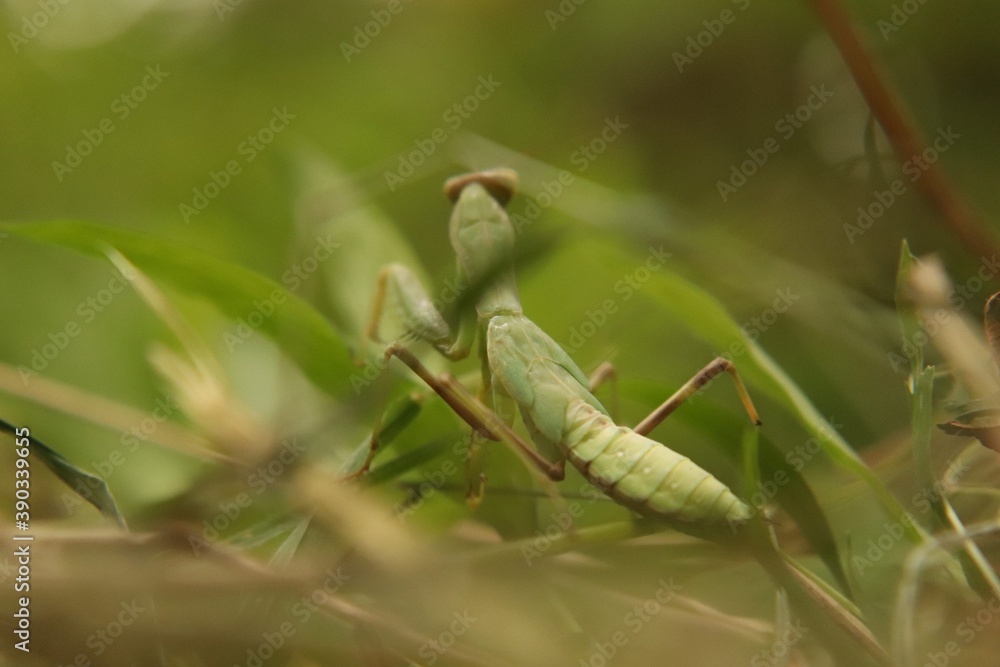 Praying mantis beetle in its natural environment, close-up.
Praying mantis beetle in its natural environment, close-up.
