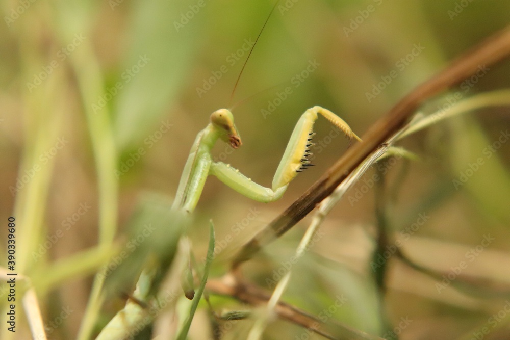Praying mantis beetle in its natural environment, close-up.
Praying mantis beetle in its natural environment, close-up.