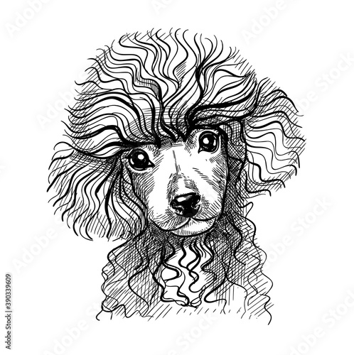 Portrait of a small dog, poodle puppy. Hand-drawn sketch with black and white pen, realistic vector illustration. Isolated background.