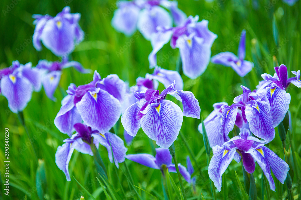 雨上がりの花菖蒲