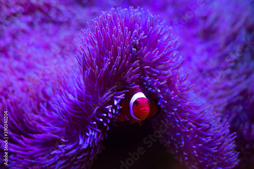 coral, nemo, travel, sea, fish, 