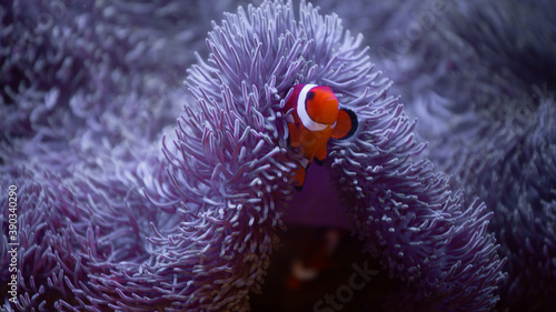 coral, nemo, travel, sea, fish, 