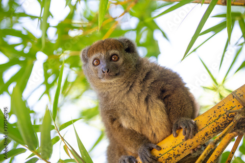 A bamboo lemur sits on a branch and watches the visitors to the national park